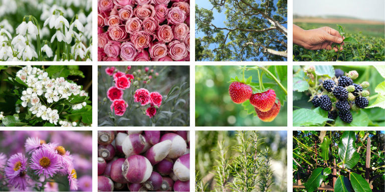 Green Bioactives Limited Press Release Main Image